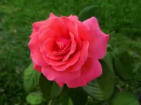 DSCN2089.webp