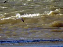 DSCN5535.webp