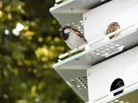 DSCN5512.webp