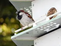 DSCN5513.webp