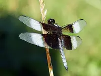 DSCN5591.webp