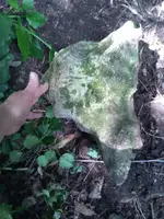 1531149431704.webp