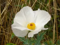 walk 082518 2.webp