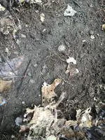 ImageUploadedByTreasureNet.com1533752887.577714.webp ImageUploadedByTreasureNet.com1533752887.577714.webp
