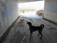 walk 012818 3.webp
