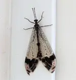 DSCN1458.webp