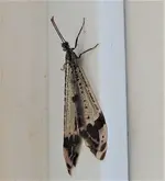 DSCN1460.webp