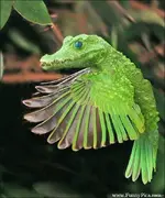 sandflea.webp