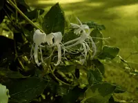 DSCN2105.webp