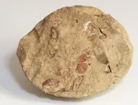 fossils.webp