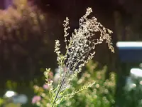 DSCN2110.webp