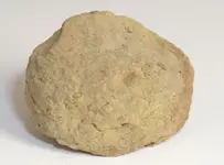 fossils2.webp fossils2.webp