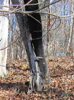 IMG_0130 (2).webp