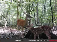 Screen Shot 2018-08-25 at 6.05.24 PM.webp