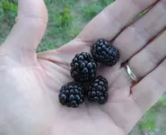 K1600_005.webp
