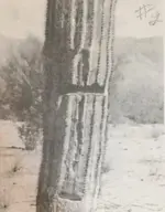 +cactus.webp