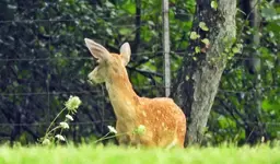 DSCN6810.webp