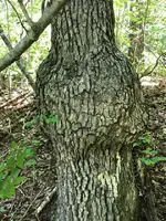 ImageUploadedByTreasureNet.com1533787308.476654.webp