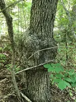ImageUploadedByTreasureNet.com1533787340.576874.webp