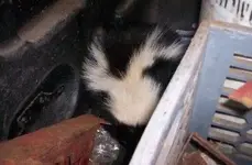 skunk loose in truck.webp