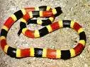 Coral Snake.webp