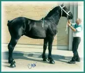 CedarFarms Ontario.webp