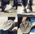 draft horse foot.webp