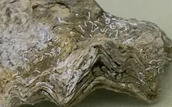 scallopfossil2.webp