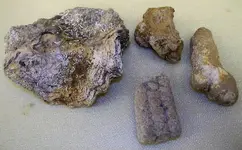 Fossilsfour.webp