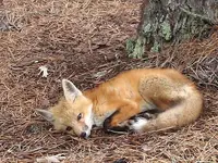 BABYREDFOX.webp