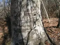 ancient beech 058.webp