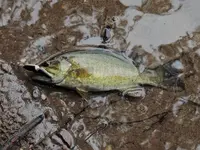 K1600_002.webp