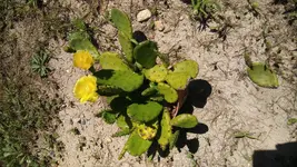 Cactus plant.webp