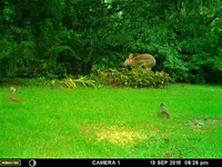 Flying Rabbit.webp