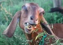 goat.webp