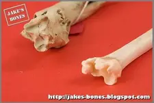 bone ends.jpg