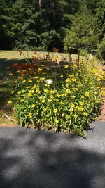 Lily and black eye susan.webp