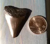 fossil11.webp