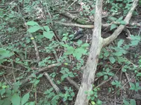 010.webp
