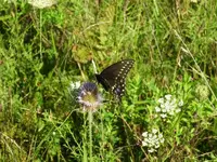 DSCN6552.webp DSCN6552.webp
