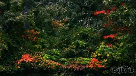 HintingAtFall.webp