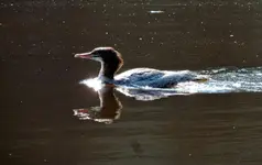 K1600_025.webp