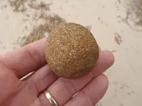 egg3.webp