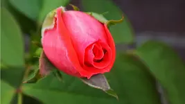 Rosebud_20180825.webp