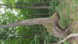20180810_120754.webp