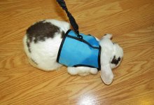 bunny leash 002.JPG
