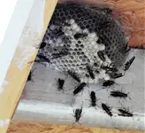 wasps1.webp