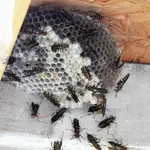 wasps 2.webp