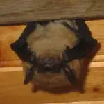 bat1.webp