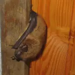 bat2.webp